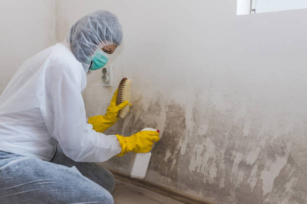 Lebanon, NH Mold Removal Company