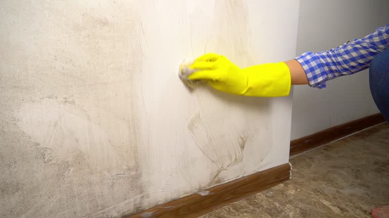  Lebanon, NH Mold Removal Pros